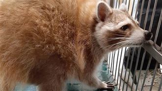 咖啡館受虐浣熊迎新家　最新生活曝光