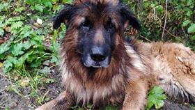 柯伊莎遭飼主活埋，努力挖開土逃生。（圖／翻攝自推特）