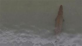 鱷魚火箭,鱷雀鱔,福鱷（圖／翻攝自花蓮同鄉會臉書社團）