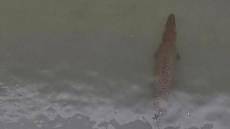 史前1億年就在！「凶猛怪魚」侵花蓮