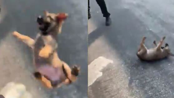 嗆聲完拋出1隻狗　牠重摔落地直嗚咽