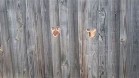 艾琳在圍欄鑿了6個洞。（圖／翻攝自e.clare93抖音） 