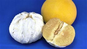 「大白柚」（台南農改場提供）