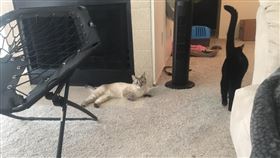愛貓突被憑空拖去撞牆　在美台人嚇壞（圖／翻攝自靈異公社臉書）