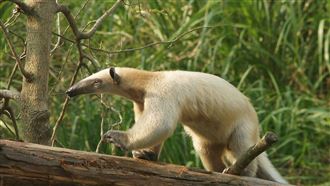 小食蟻獸脫逃　北市動物園籲民眾協尋