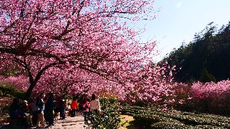 武陵農場櫻花季　11/1開放訂房