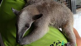 台北市立動物園有動物走失了！臺北市立動物園熱帶雨林區，負責照養南美小食蟻獸的保育員，於9月1日早上巡視戶外活動場時，發現小食蟻獸「小紅」和小仔失蹤。（圖／台北市立動物園提供）