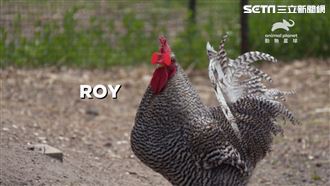 情緒障礙公雞戴護目鏡　竟變療癒系？