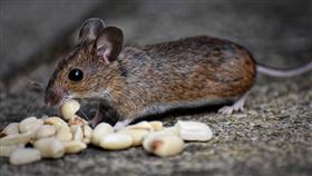 -老鼠-（圖／pixabay）