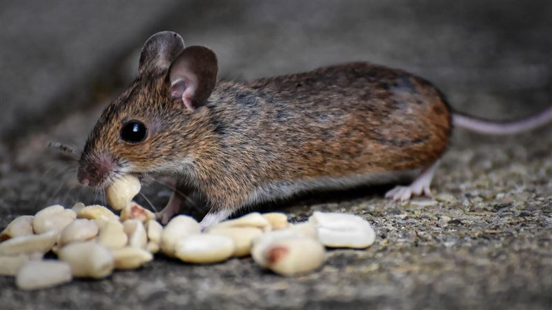 惡鄰纏身…家門被丟鼠屍還被她寫「死」字