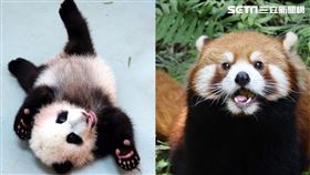 大貓熊寶寶≠小貓熊！專家揭關鍵差異
圖/北市動物園提供