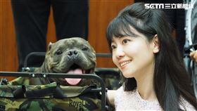 美國惡霸犬:我很醜但我很溫和。高嘉瑜（圖／記者陳政宇攝影）