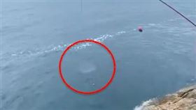 釣魚,豆腐鯊,保育類,放生,鯨鯊