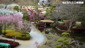 日本茨城縣,旅遊,梅花,偕樂園,筑波山梅林,賞花。（圖／記者簡佑庭攝）