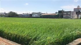 停灌,新竹縣,抗旱,稻子,補償