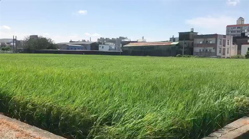 桃竹苗稻作停灌　竹縣農民慘了...