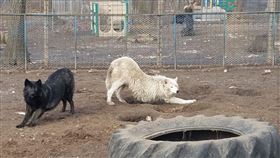 女童遭狼犬齒斷手臂。（圖／翻攝自Howling Timbers Animal Sanctuary臉書） 