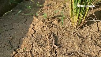 下個月收割竟停灌　冠軍米農夫心淌血