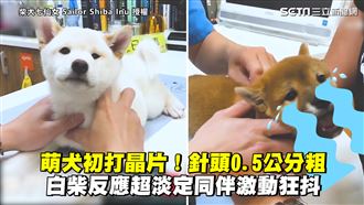 萌犬打晶片反應兩極　白柴淡定同伴抖