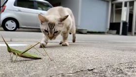 貓咪逼近蚱蜢，彷彿就要將牠吃掉。（圖／翻攝自推特）