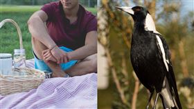 喜鵲,攻擊,戶外,眼睛,貫穿,眼角膜，示意圖／翻攝自Pixabay