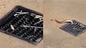 海邊淋浴間毒蛇定居2年！30秒「擠出」排水孔　專挑女嚇（圖／翻攝自Snake Catchers Adelaide臉書）