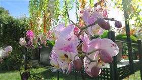 紐約台灣蘭花展  疫情下移師戶外駐紐約辦事處連7年與皇后區植物園合辦台灣蘭花展，受2019冠狀病毒疾病（COVID-19，俗稱武漢肺炎）疫情影響，約500盆蘭花全數在戶外展出。圖為15日開幕酒會拍攝。中央社記者尹俊傑紐約攝  109年10月16日