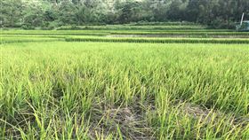 花蓮富里有機水稻田傳蟲害（1）今年氣候雨少偏乾旱，花蓮縣富里鄉永豐及豐南地區有機水稻田陸續發生飛蝨危害，影響水稻生長，縣府農業處獲報會同相關單位前往勘查，受害面積約8公頃。（花蓮縣政府提供）中央社記者張祈傳真　109年10月16日