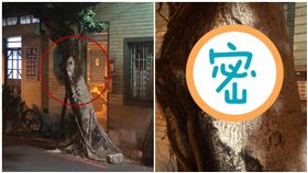樹上有人？深夜獨自返家…女抬頭見「清晰人臉」秒嚇傻（圖／翻攝自新·路上觀察學院）
