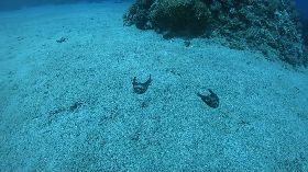 綠島海底驚見大量放流魚苗死亡　公所：