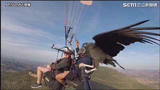 玩滑翔傘遇禿鷹伴飛！　同行畫面曝