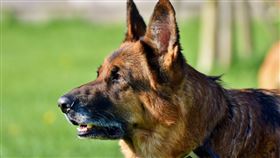 牧羊犬，棄養（示意圖／翻攝自Pixabay）
