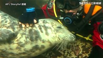 海豹討摸表情銷魂　不忘和潛水員道謝