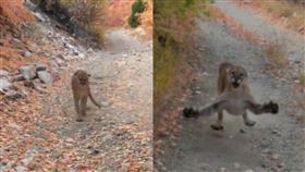 美洲獅,野跑,攻擊,驚險