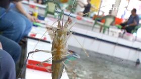 (獨)釣蝦禁天平1800