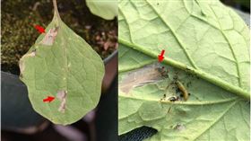 番茄潛旋蛾入侵雲林番茄園,防檢局提供