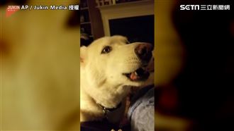 哈士奇秀歌喉　整屋小哈大合唱超崩潰