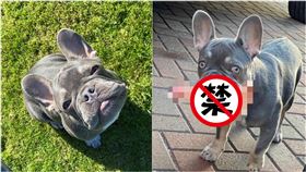 法鬥叼出「膚色這根」去逛街！女主人羞爆：鄰居都看光了…（圖／翻攝自Paula Ramsay推特）