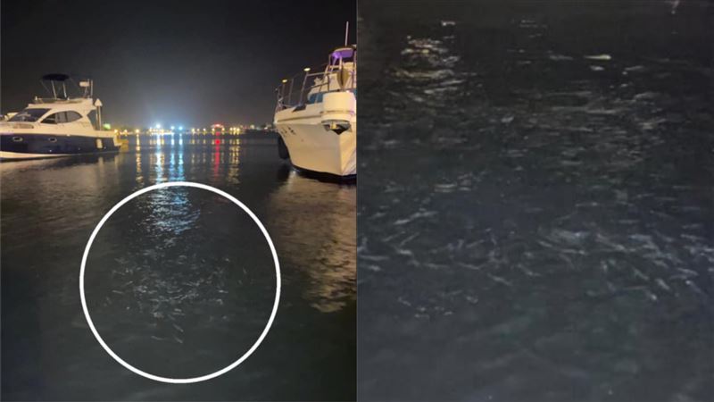 安平魚群海面狂跳…他目睹後驚連2震