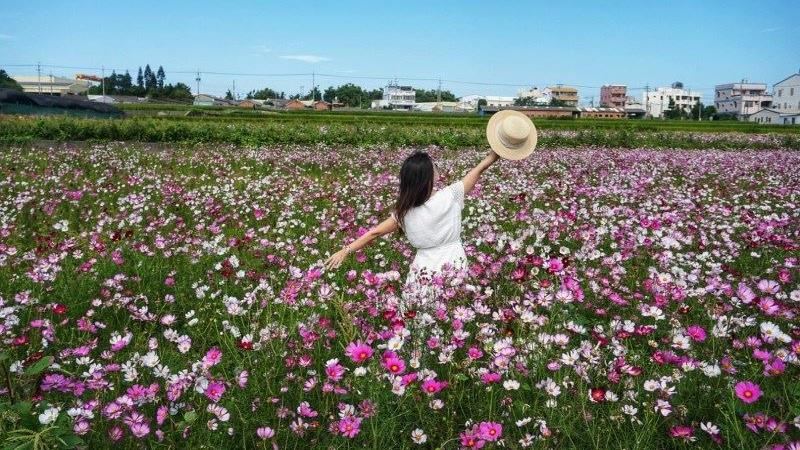 來台中外埔三大花海一次賞！