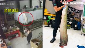 象魚變火箭!蹦出魚缸摔地 嚇壞飼主 圖翻攝自飼主臉書