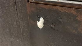 原Po家浴室門出現「白色卵狀物」。（圖／翻攝自「爆系知識家」） 