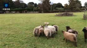 英國.牧場,牧羊犬,羊,本能（圖／翻攝自梨視頻）