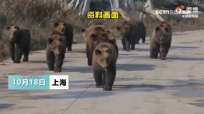 上海動物園傳意外　飼養員遭熊群撕咬