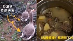 酒醉男嫌大雁太吵！殺光全帶回家…警破門一看「全燉了」。（圖／翻攝自微博）