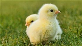 記者鍾志鵬拍攝＋翻攝自pixabay