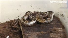 動物園,龜殼花
圖/北市動物園提供