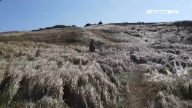 (獨)墾丁有草浪1800