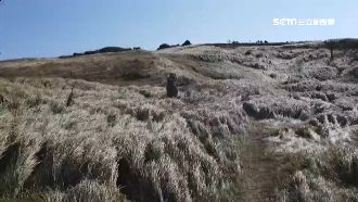 後壁湖草浪祕境　危機四伏受傷頻傳