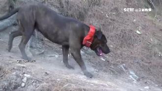 為何台中比特犬最多？暗黑秘密曝光